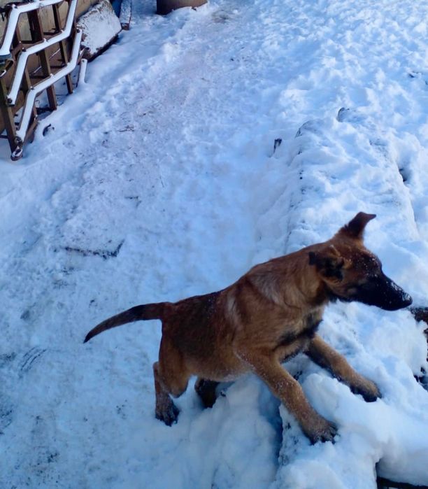 Белгийска овчарка Малиноа/ Malinois ›