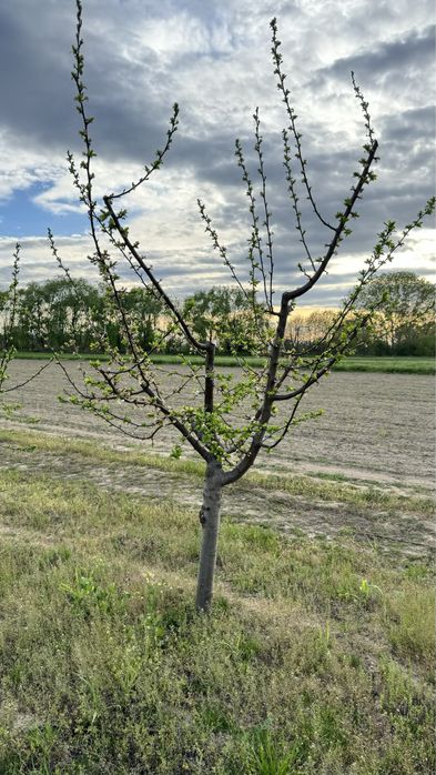 Продава се Земеделски имот в с. Крислово, Област Пловдив -  кв.м за 2267 €/дка - Снимка #9