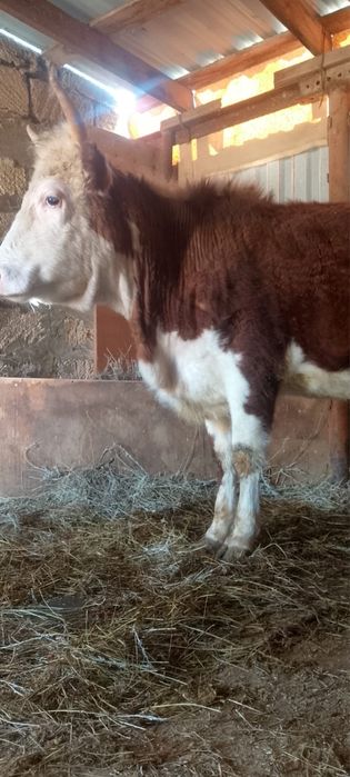 Туайындеп турган кашар