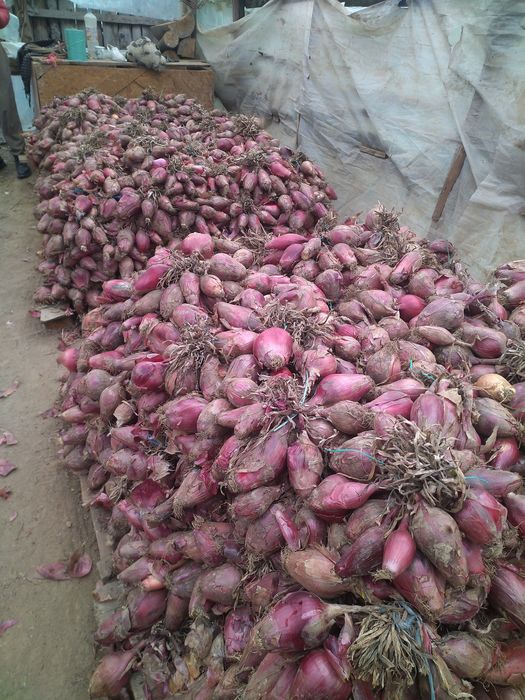 Ceapa de apa rosie de buzau.