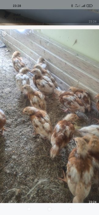 Ломон браун балапаны сатылады