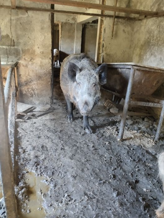 Продам хряка дикий