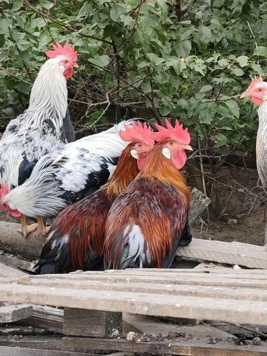 De vânzare cocoși de italiană