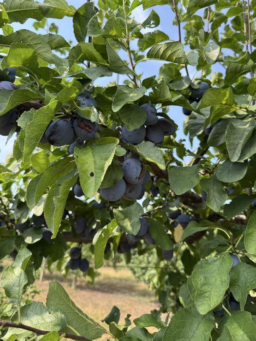Prune de vinzare