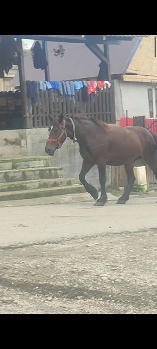 Vând  iapă de 8 ani