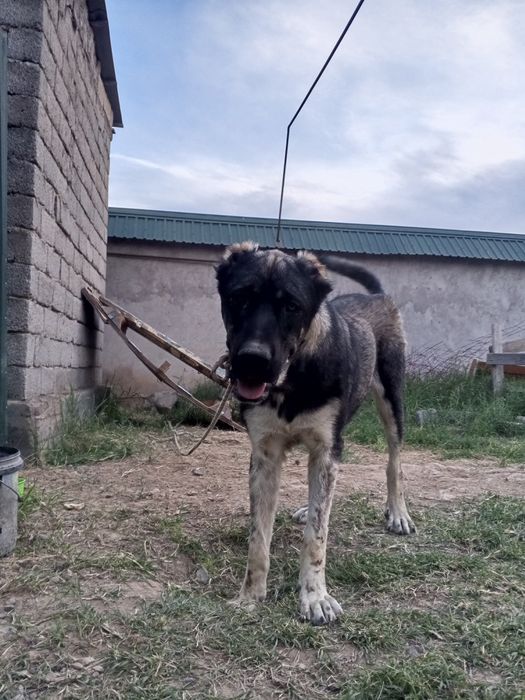 Алабай күшігі сатылады.