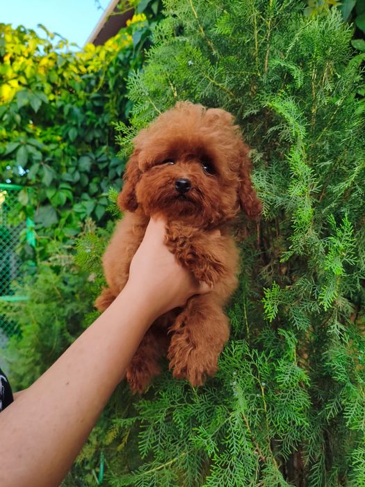 Той -пудель,миниатюрная девочка