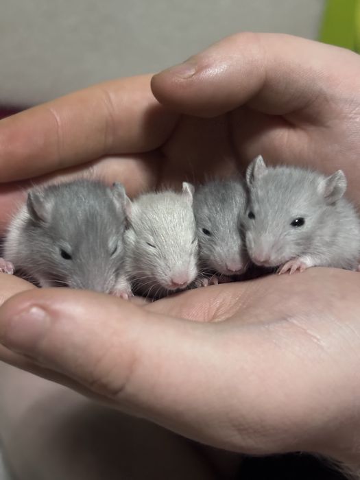 крысята   малыши
