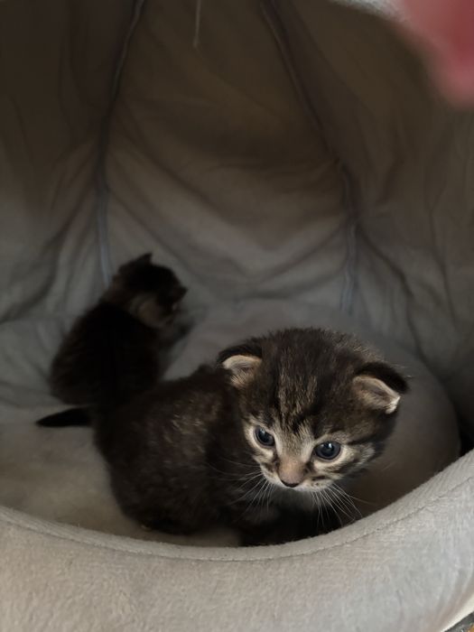 Котята девочка и мальчик