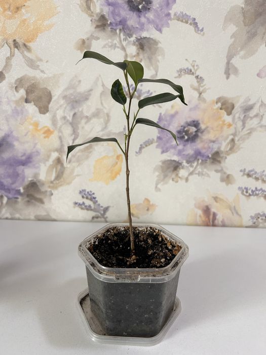 Фикус Бенджамина