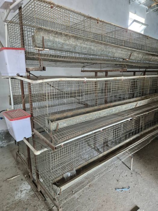 Tovuq setka sotiladi 3.500 ta siğadi Quqon shaxarda