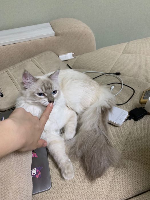 Котята, Мушуклар