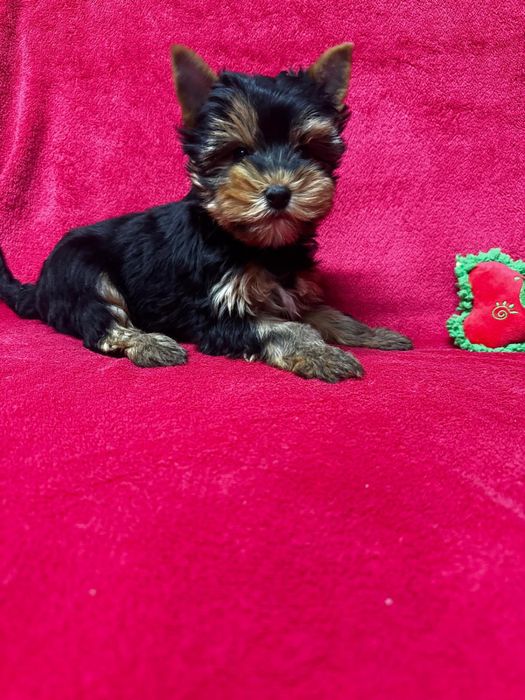 Yorkshire terrier mini toy