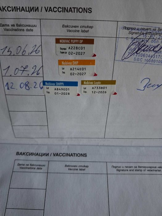 Белгийска овчарка