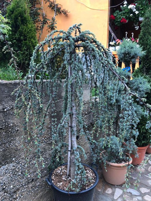 Cedru pletos ( plangator ) verde, argintiu, atlantica.