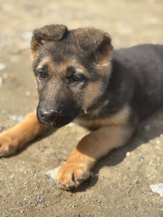 щенок немецкой овчарки