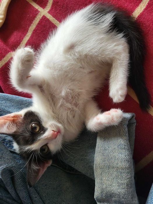 Котёнка в добрые руки