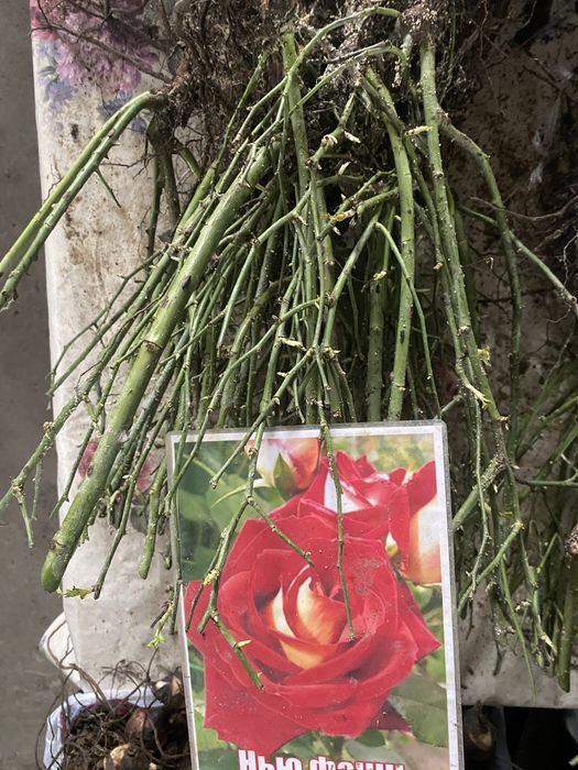 Роза көшеттері..