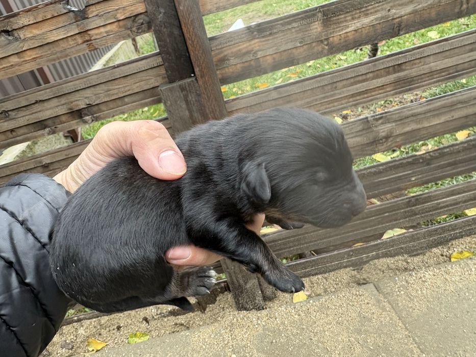 Cautam familii iubitoare pentru 6 catelusi Schnauzer german pitic