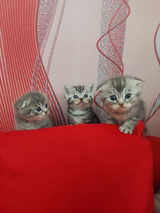 Продаю породистых котят