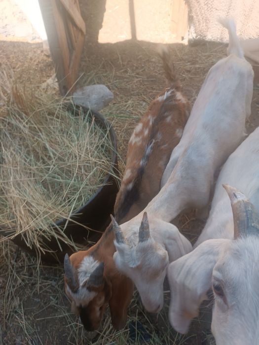 Нубийская порода