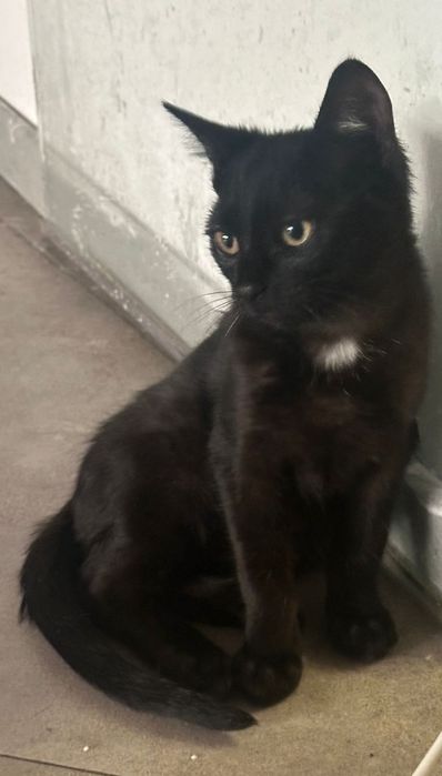 Motănei pentru adopție