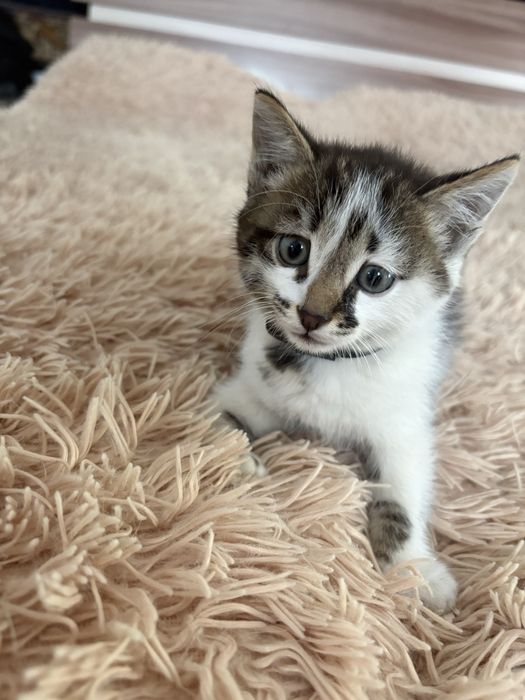 Отдаем котенка бесплатно!