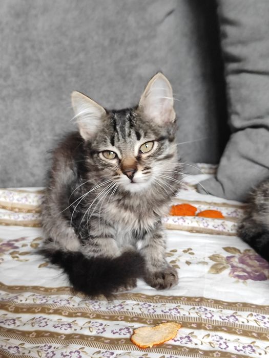 Отдам котята бауырластар 2