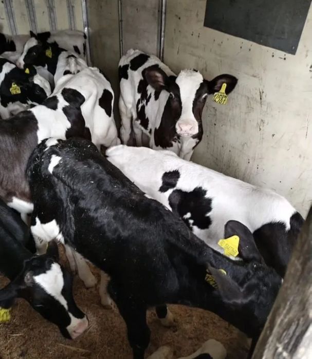 Гольштейн бұқаларының телочки бұзаулары