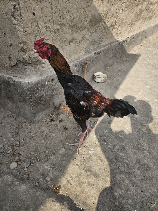 Dakan xoroz barter makiyonga