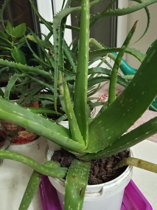 Продаю комнатные цветы