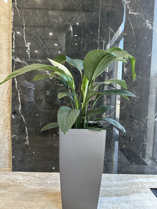 Цветочные горшки LECHUZA горшки для цветов