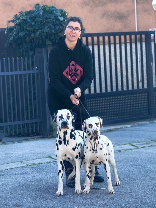 Dalmatian rasă pură cu pedigree