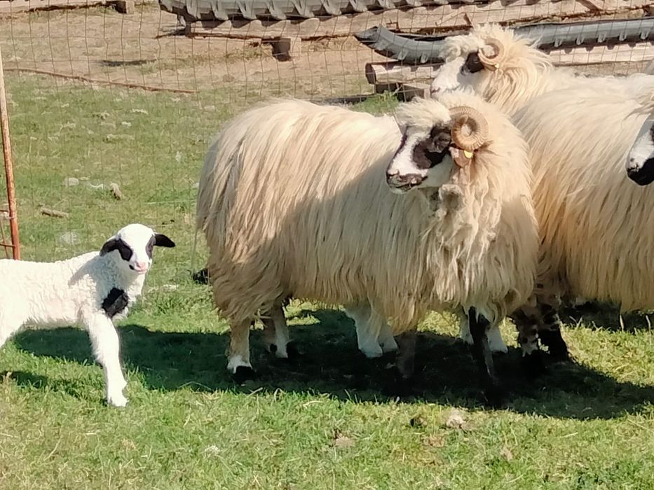 Oaie cu miel oi cu miei