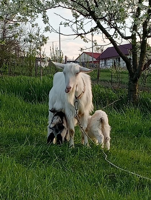 De vânzare capra la a .2 . fătare