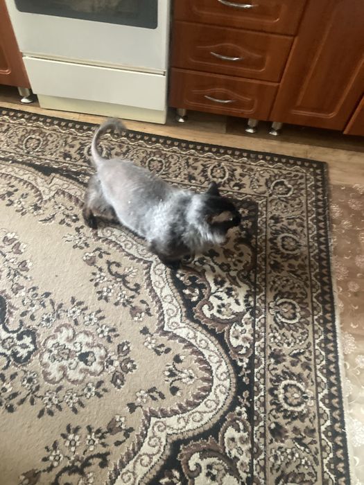 Отдам кота в добрые руки(переезд)