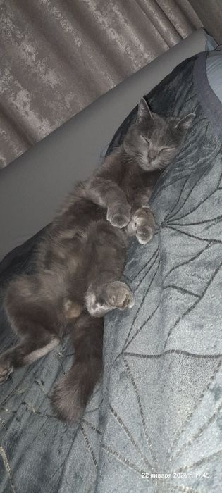 Отдам кота в добрые руки