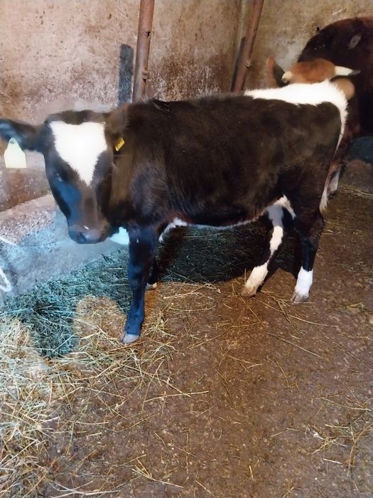 Vițică de vânzare