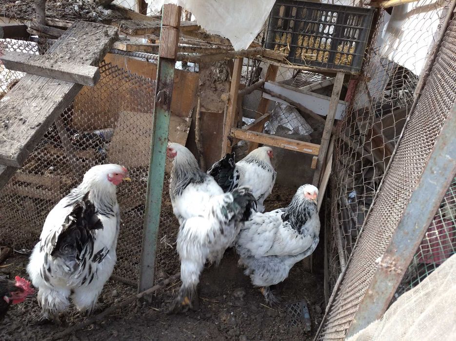Продам петухов и кур