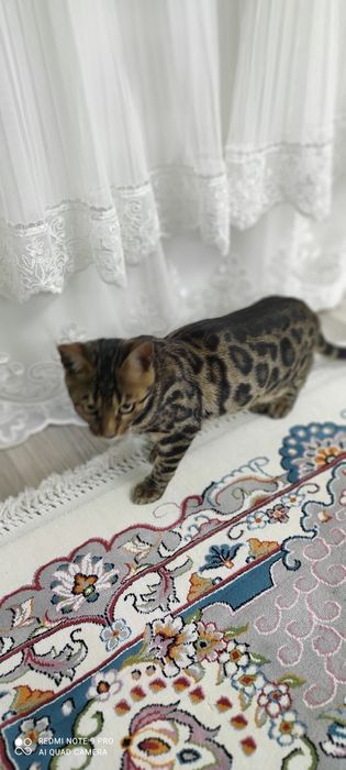 Bengal zotli mushuklar zotlari toza