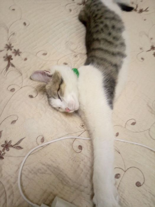 Ищем добрые руки для милого котенка. Приучена к лотку,очень игривая.