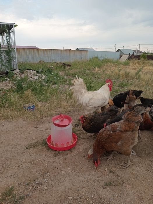 Петухи продаются