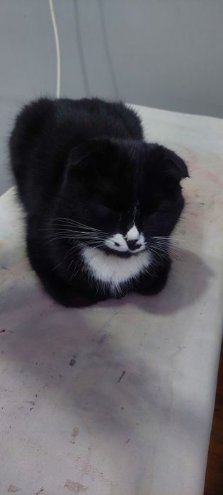 Skotish mushugi  Skotish mushugi 6 oy lek latokka oʻrgangan Tel 90-311