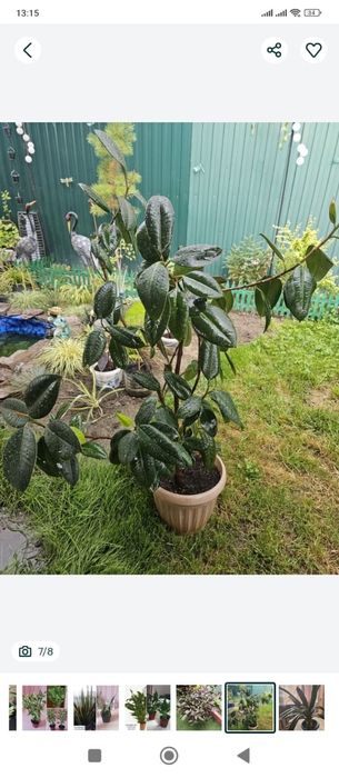 Комнатные цветы.Замиокулькас.