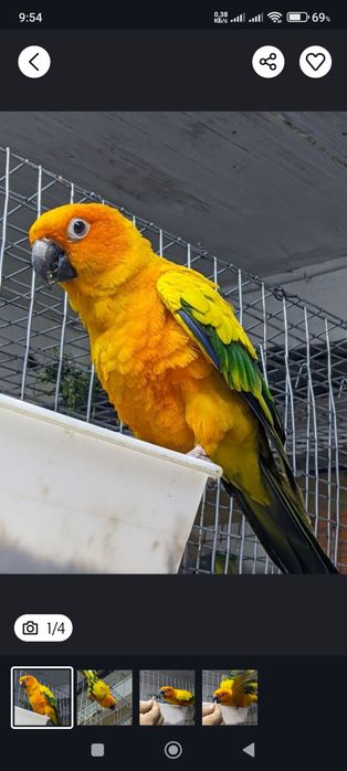 Попугай солнечный аратинга.