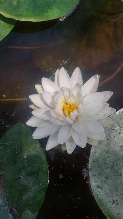 Продам водянные лили. Для пруда и водоёмов.