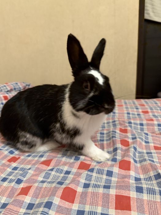 Декоротивный кролик Срочно продаю