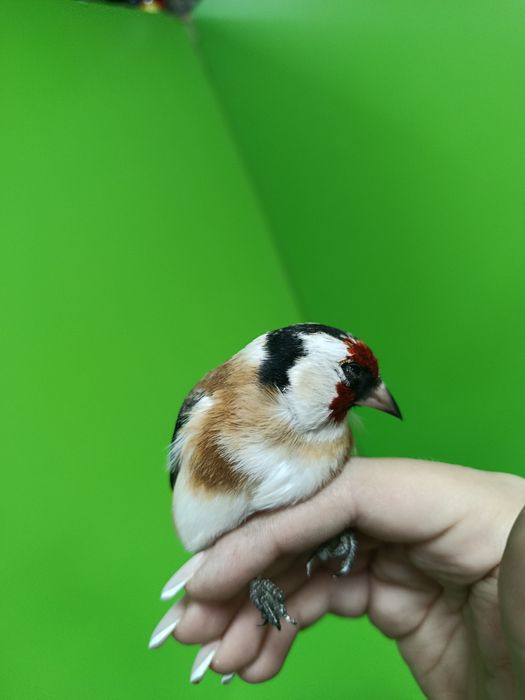 Щегол зимник самец