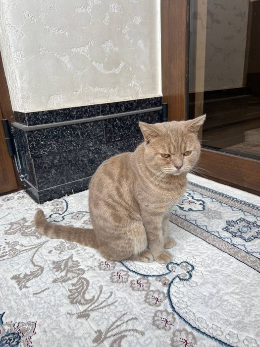 Шу мушугимиз Сотилади