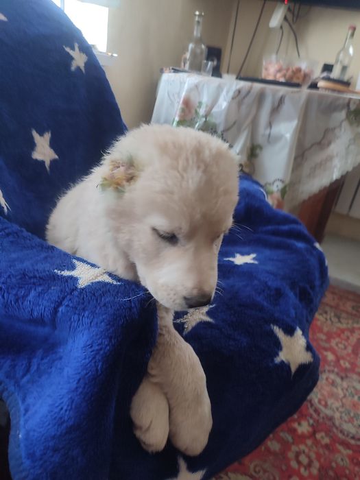 Продам щенков алабай САО